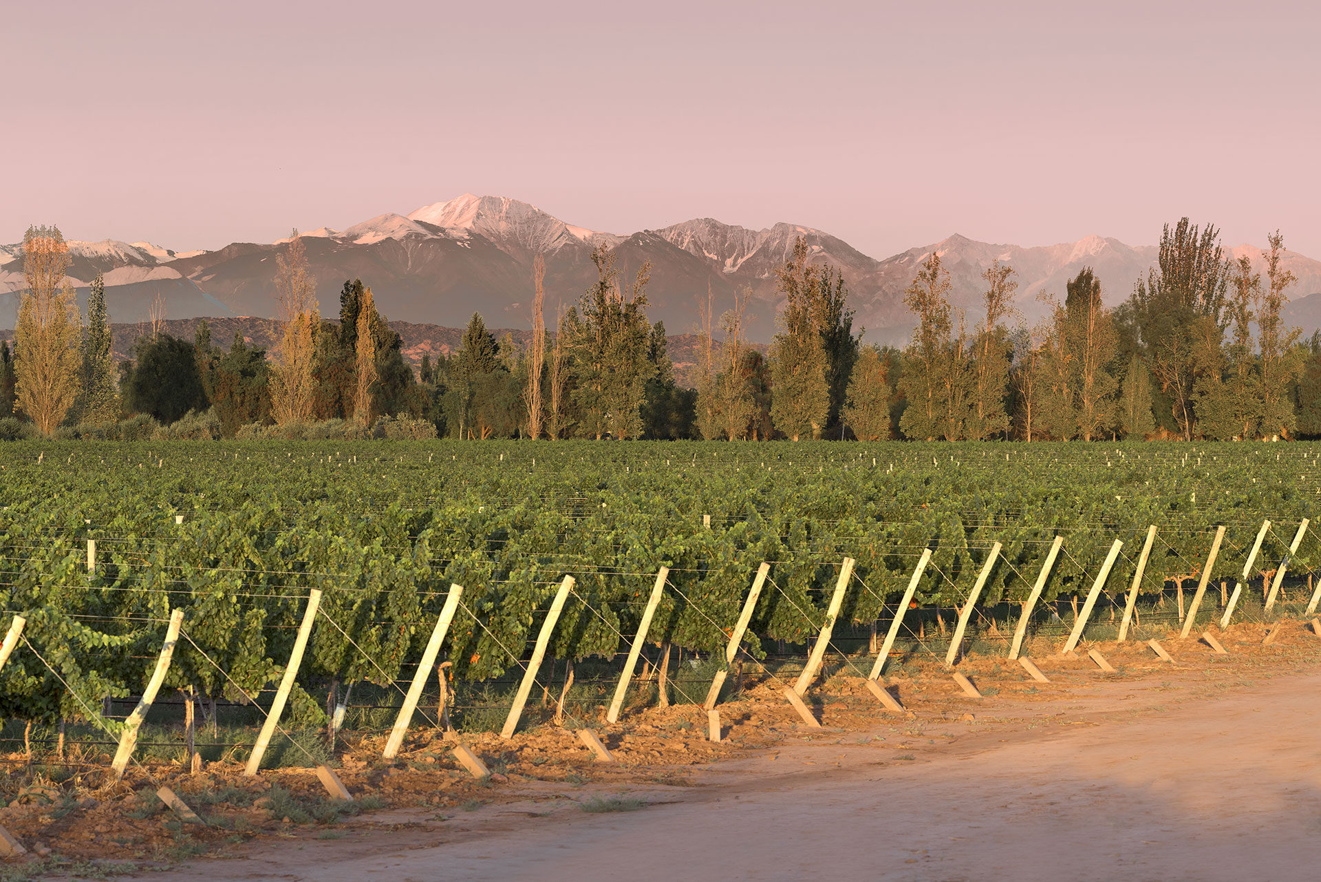 Viñedos de Finca Flichman con cordillera de fondo