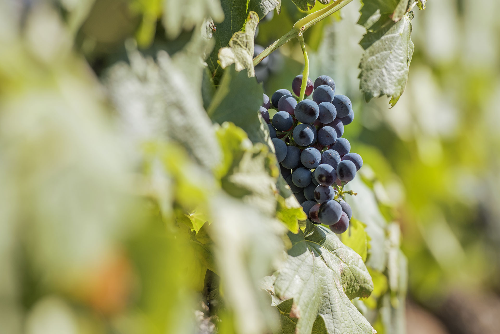 Racimos de uvas tintas en la planta