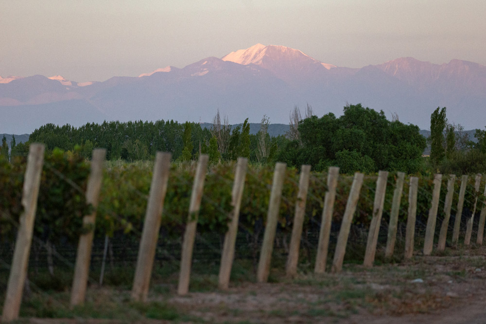 Finca Flichman 1